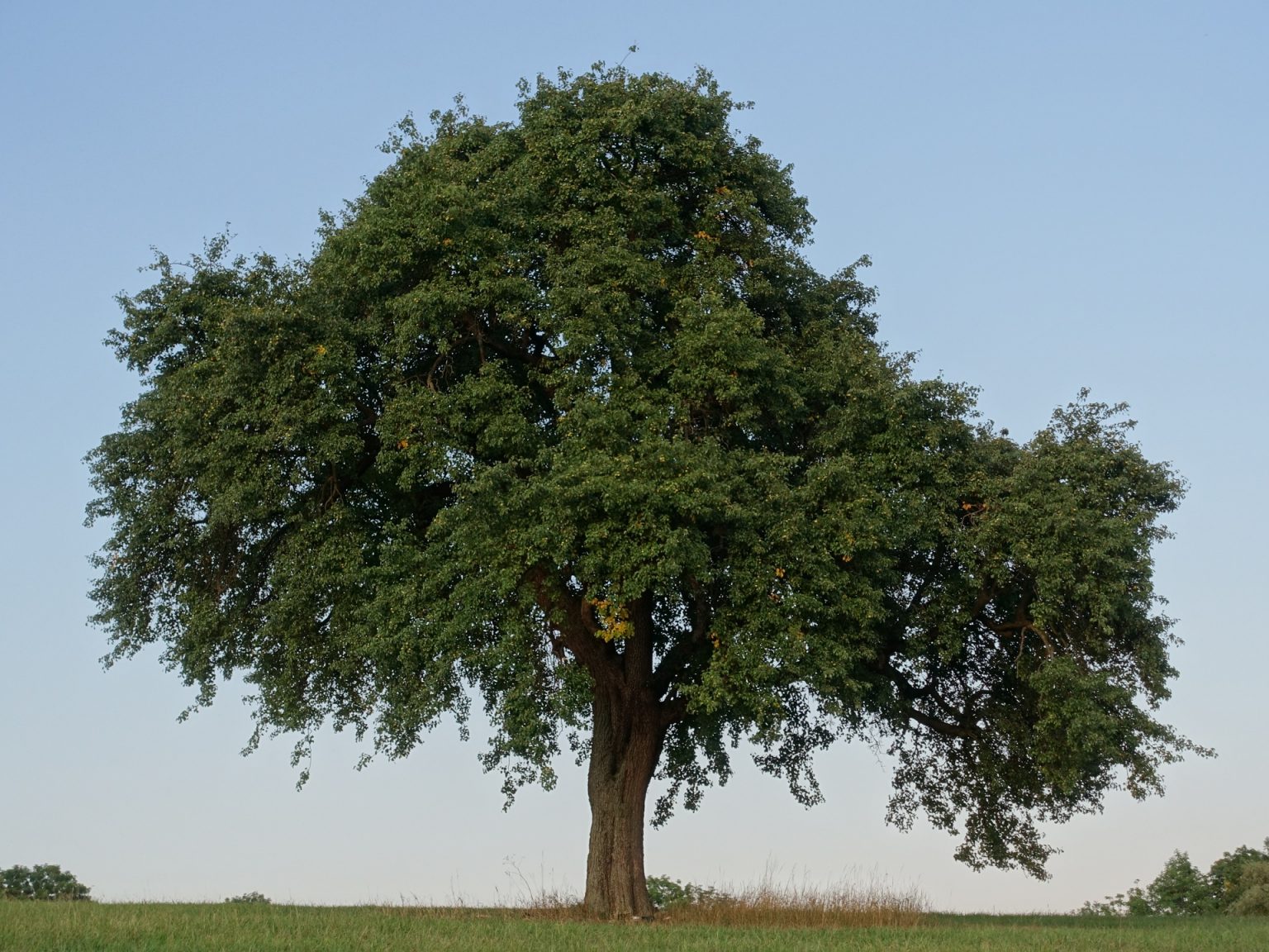 Unsere Bäume Herzenswald Schmitten